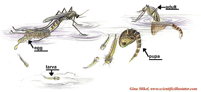 डेंगू मच्छर का जीवन चक्र
