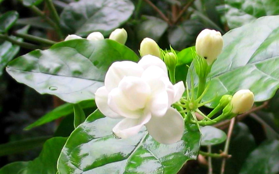 बेले का फूल जैस्मिन का फूल 