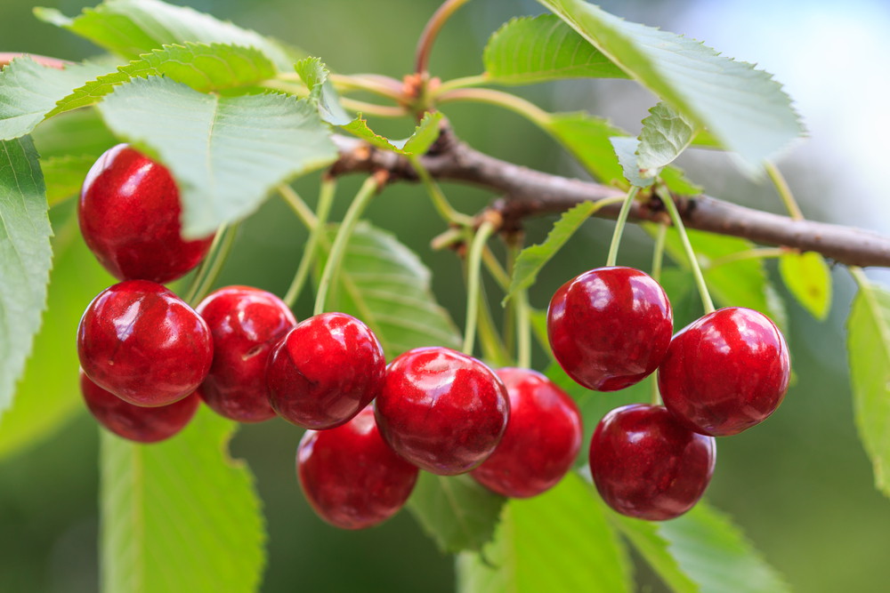 Red cherries on branches