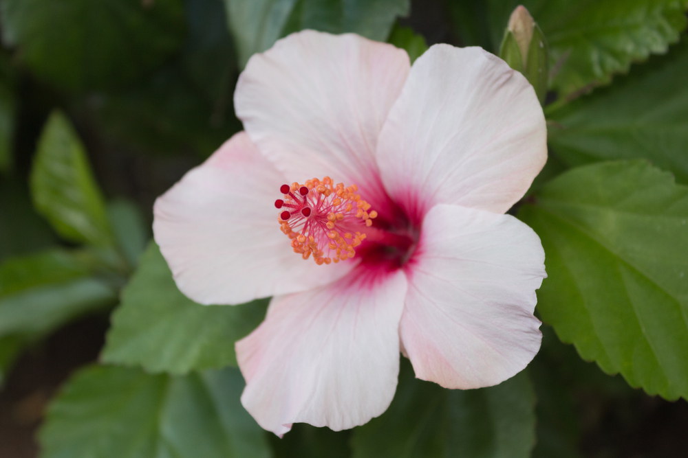 Hibiscus Flower White