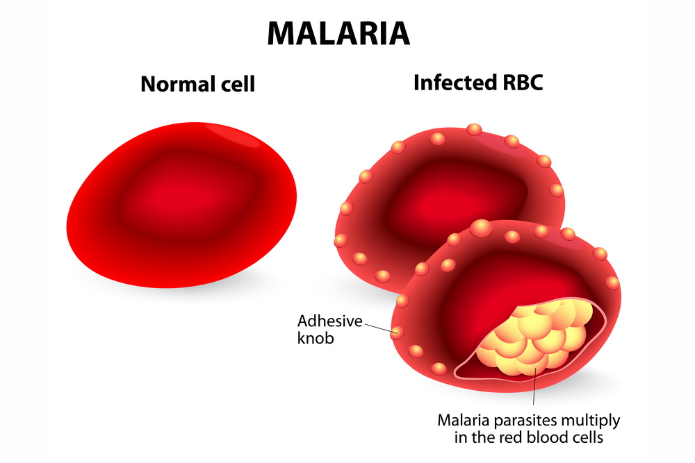 Malaria parasite growth in RBC