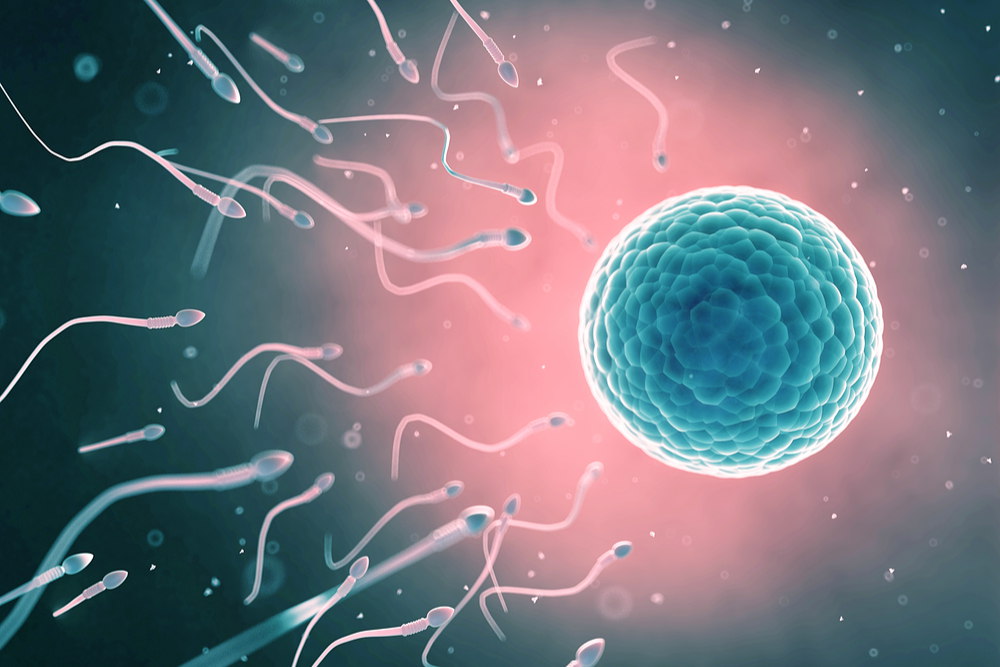 Sperms reaching female egg concept
